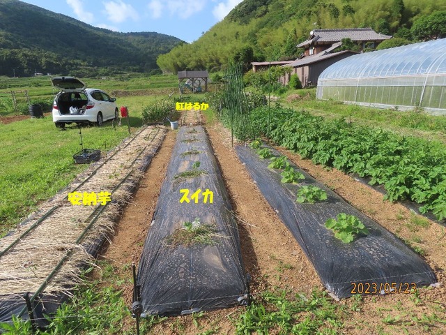 今日の畑