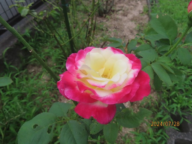 ダブルデライト