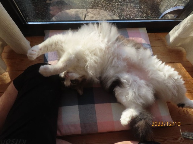 ブラッシング⑤