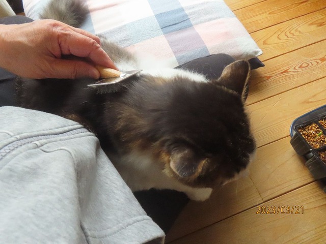 ブラッシング②