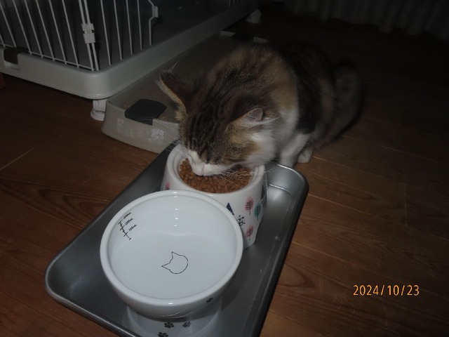 朝ゴハン六時半