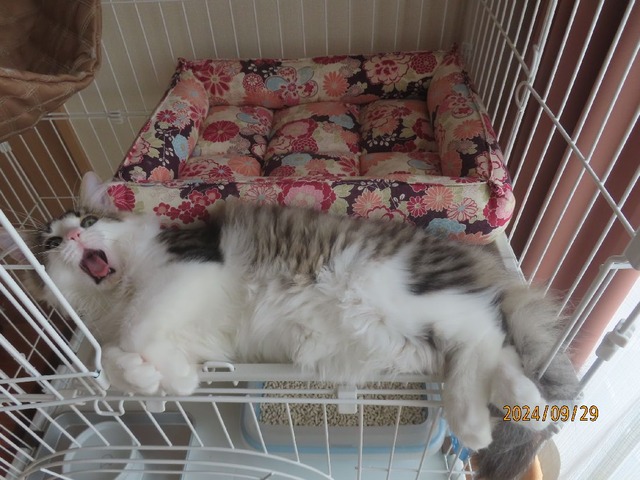 ケージへどうぞ