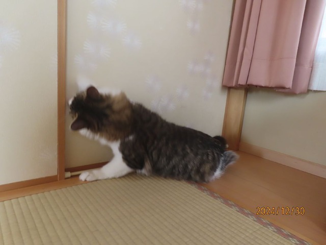 ガリガリ・・