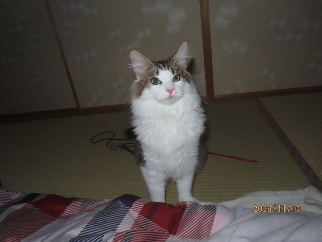 六時半②