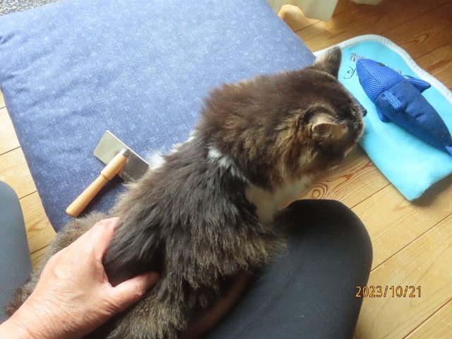 ブラッシング①