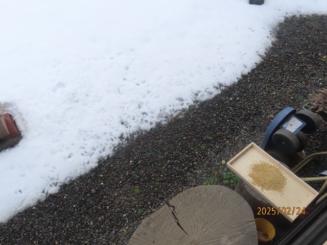 軒下エサ