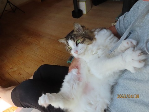 おしまい抱っこ