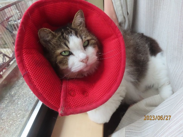 ただいま和室窓