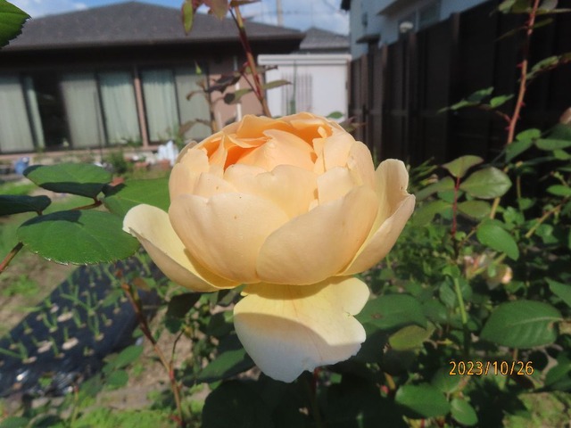 ジュード