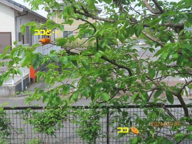 柿みかん場所替えた