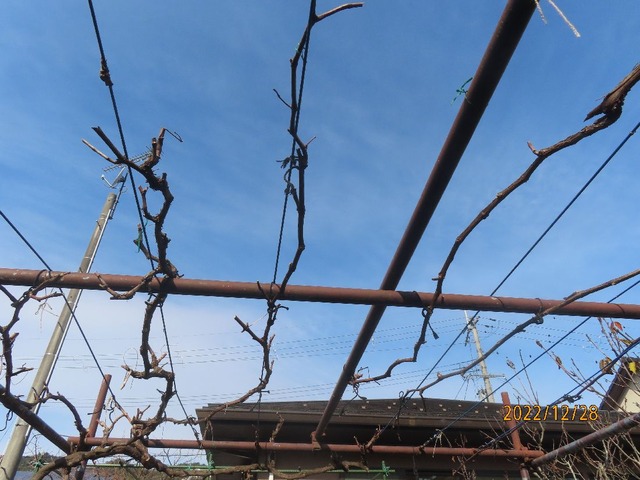ブドウ剪定①