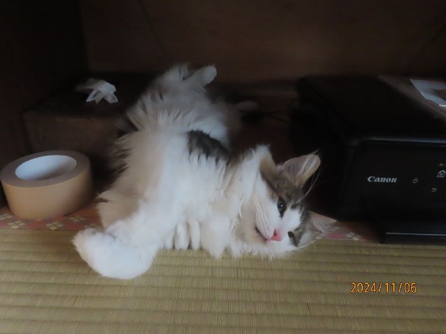 十時半テレビ台下