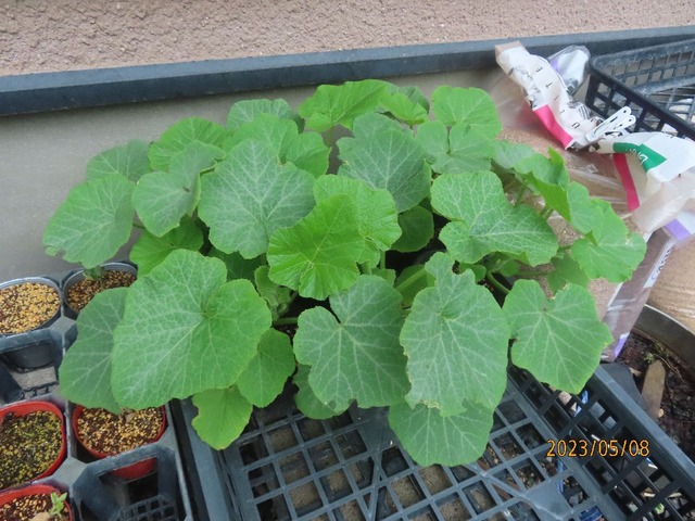 坊ちゃんカボチャ