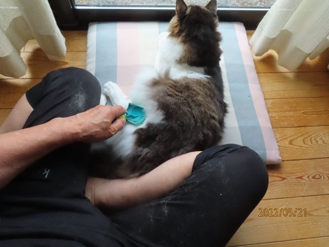 おしまいですよ