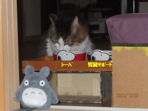 夜食ドス