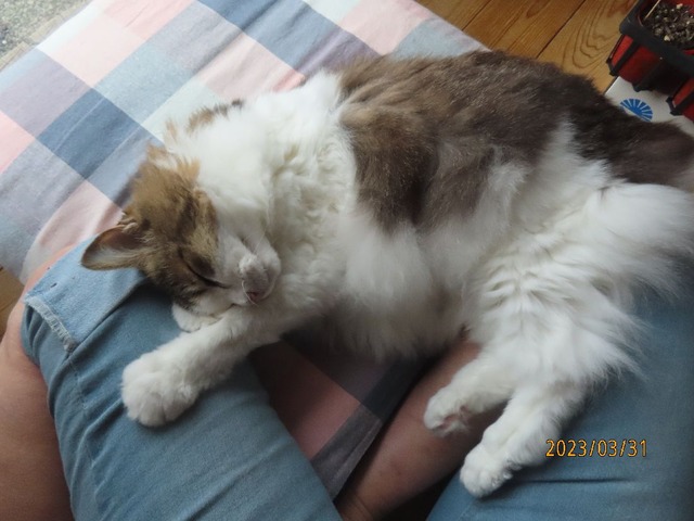 ブラッシング④