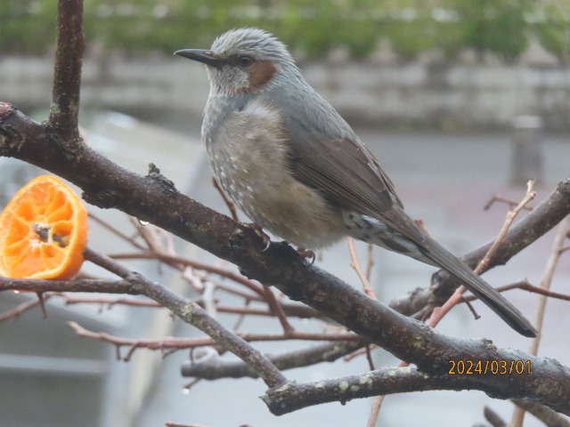 二時半ヒヨドリ