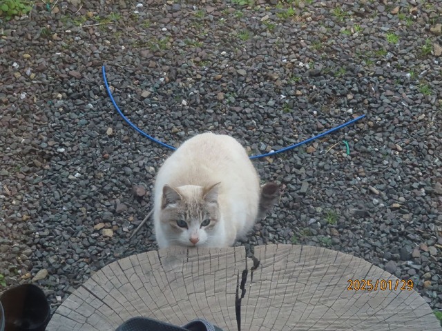 猫さん寄ってきた