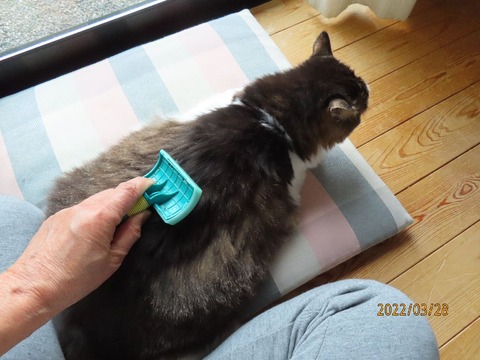 ブラッシング①