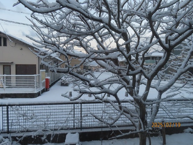 朝西雪