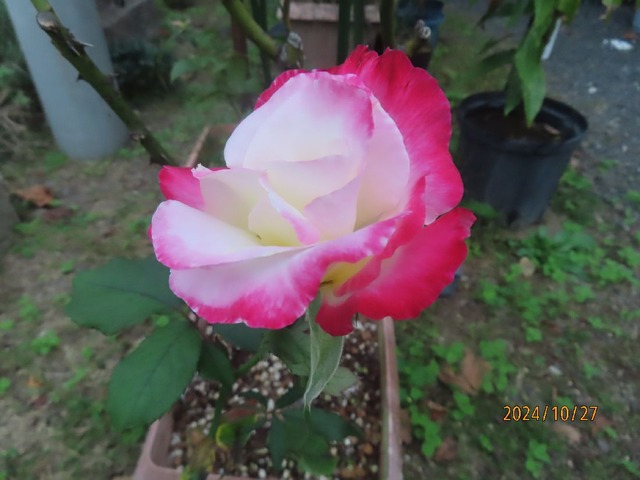 ダブルデライト