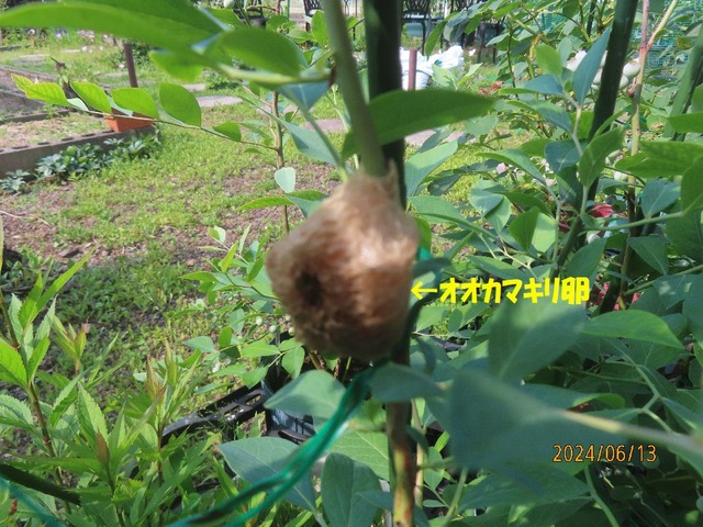 オオカマキリ卵