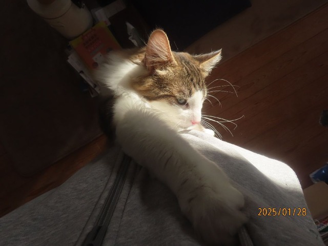 飛びつきぶらさがり