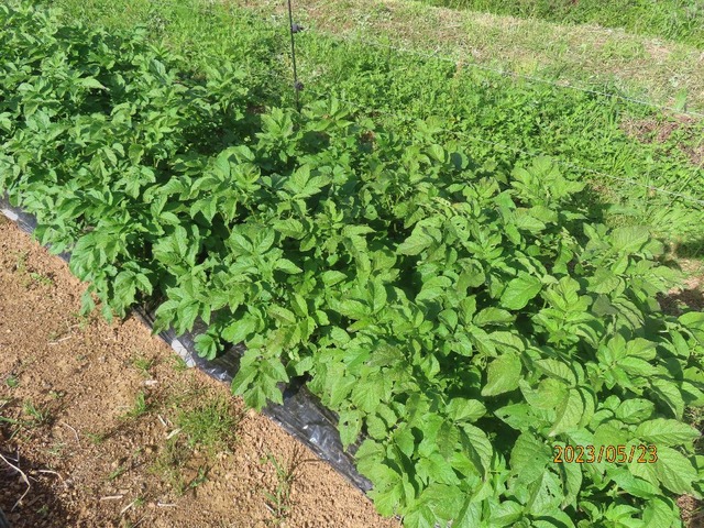 インカのめざめ