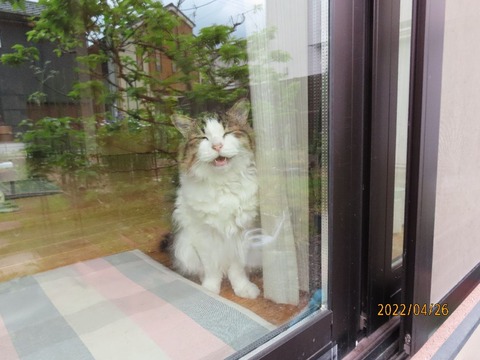 ふうちゃん起きてきた