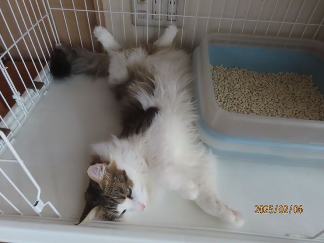 お昼ケージ解放