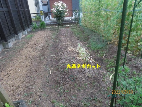 雨になった