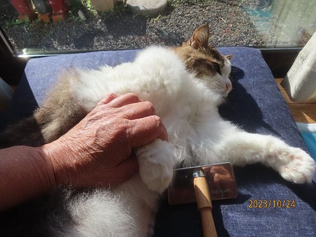 ブラッシング③