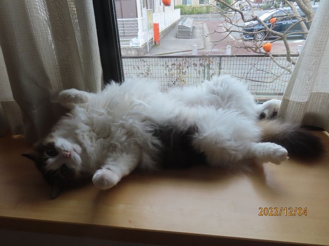 お昼出窓