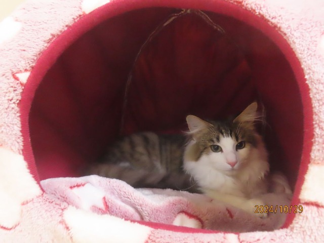 ポンポンベッド②