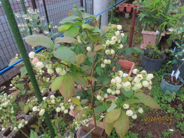 オニール花いっぱい