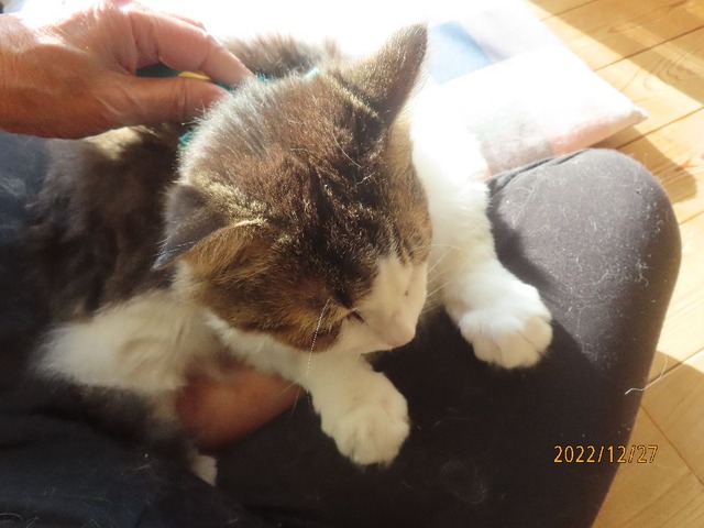 ブラッシング④両手