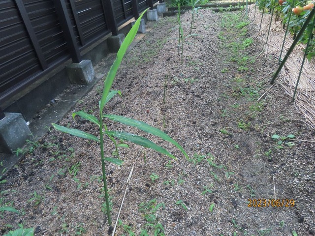 ショウガ全部発芽