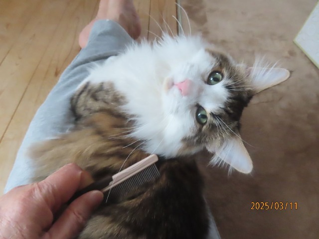 ブラッシング①