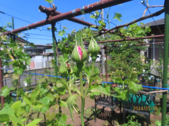 マダムミニ花壇