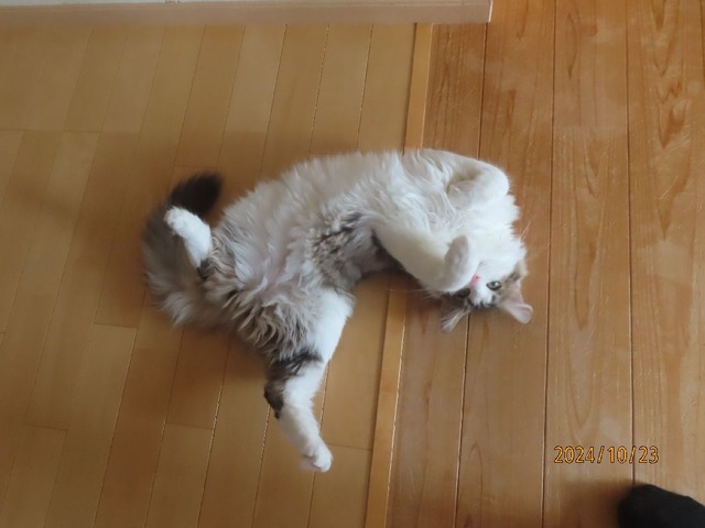 おかえりくるりん