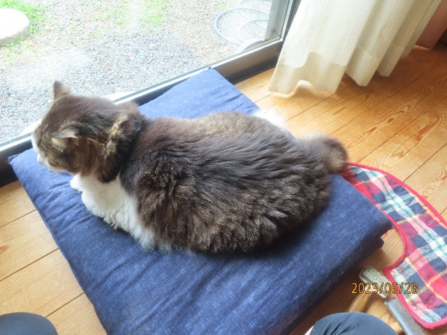 エリカラ外して