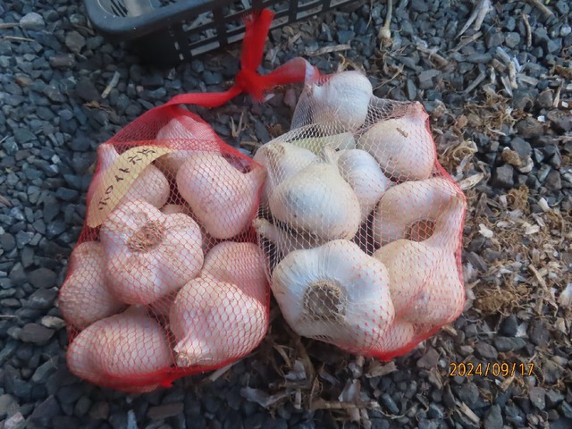 ニューホワイト六片