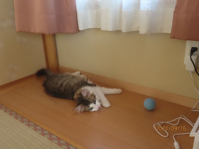 ボール②