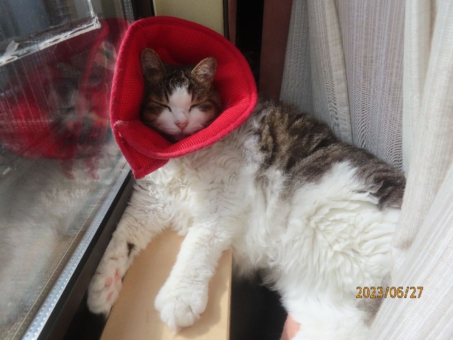 八時過ぎ和室窓