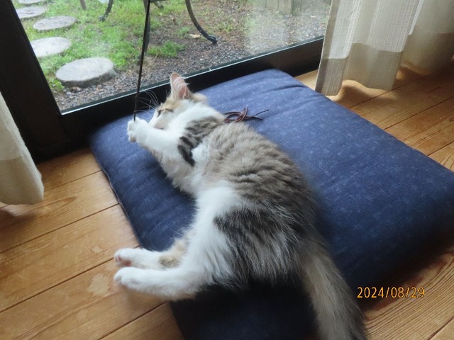 リビングジャラシ