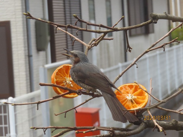 ヒヨドリお昼前②