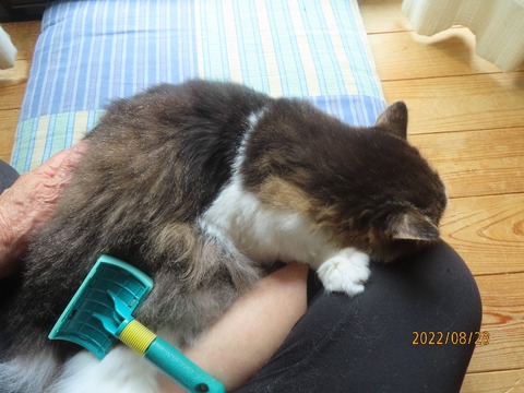 ふう「見ないでください」