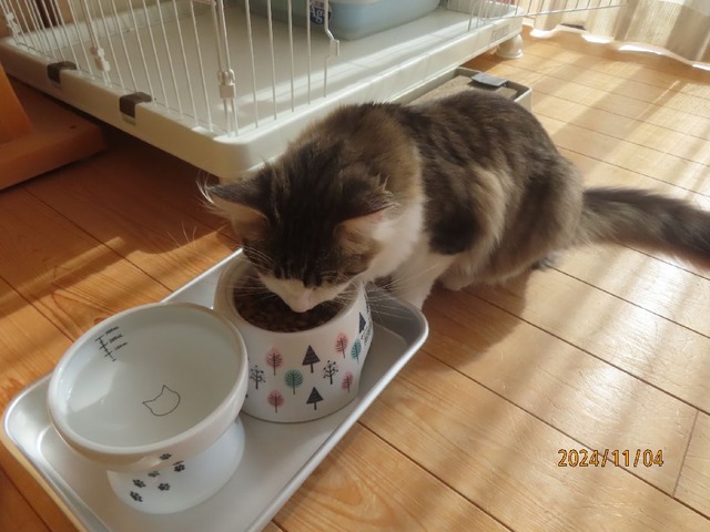 昼ゴハン十一時