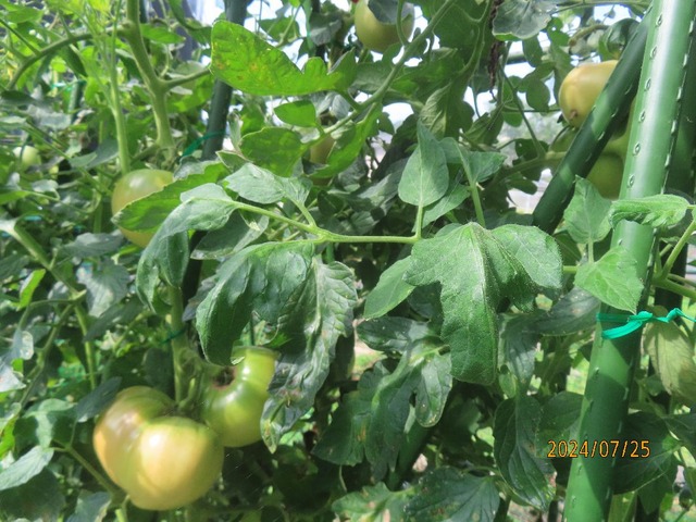 トマトの実②