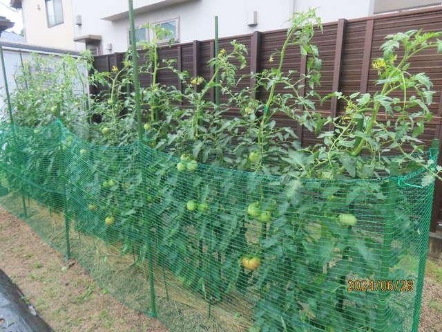 トマト②